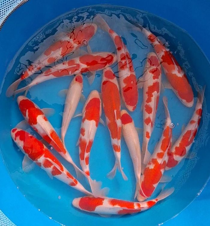 Kohaku